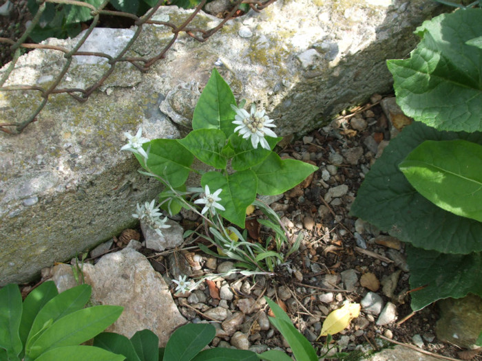 floare de colt - Achizitii Sieberz