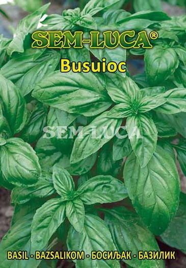 Busuioc - plante aromatice