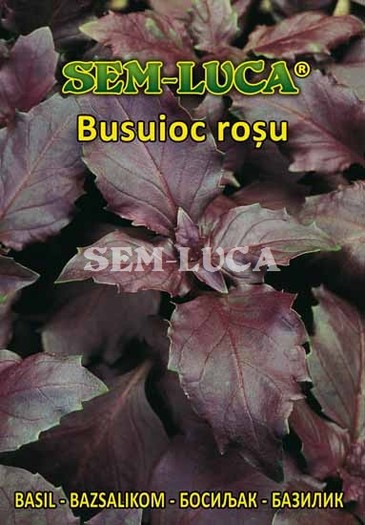 Busuioc rosu - plante aromatice
