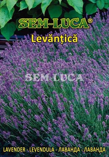 Levantica - plante aromatice