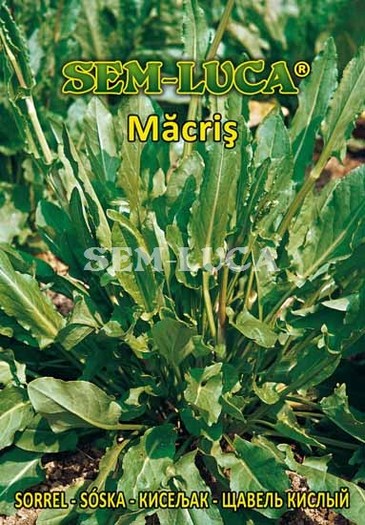 Macris - plante aromatice
