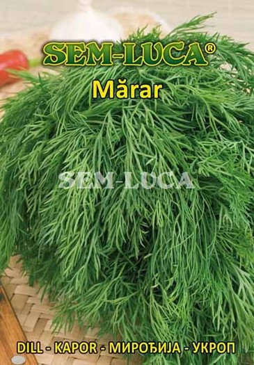 Marar - plante aromatice