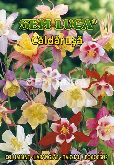 Caldarusa - flori