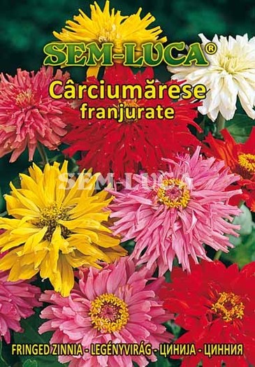 Carciumarese franjurate - flori