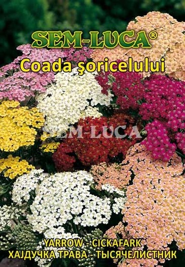 Coada soricelului - flori