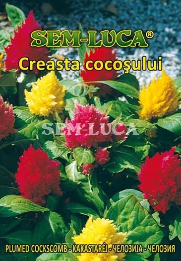 Creasta cocosului plumosa - flori