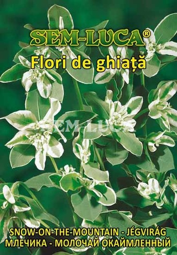 Flori de ghiata - flori