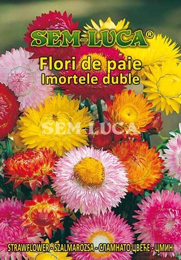 Flori de paie Imortele duble - flori