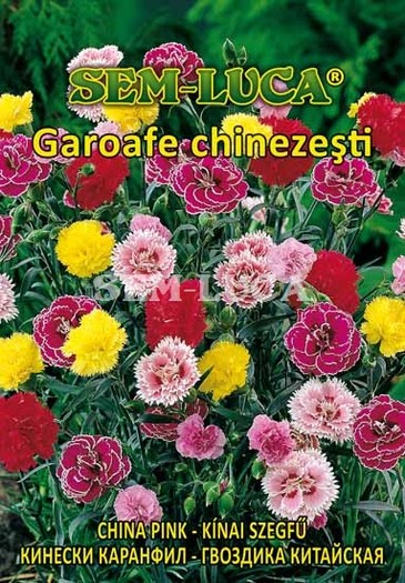 Garoafe chinezesti