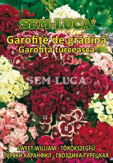 Garofite de gradina