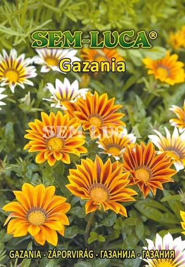 Gazania - flori