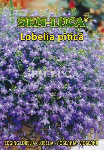 Lobelia pitica - flori