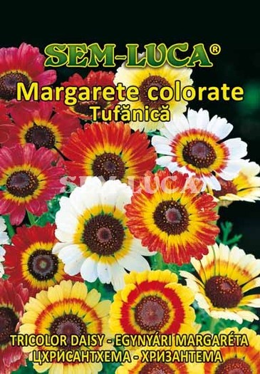 Margarete colorate - flori