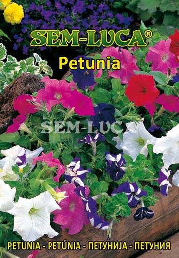 Petunia - flori