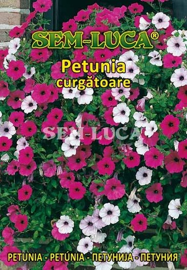 Petunia curgatoare - flori