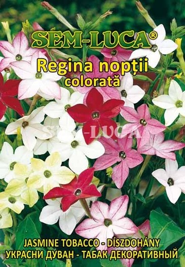 Regina noptii colorata - flori