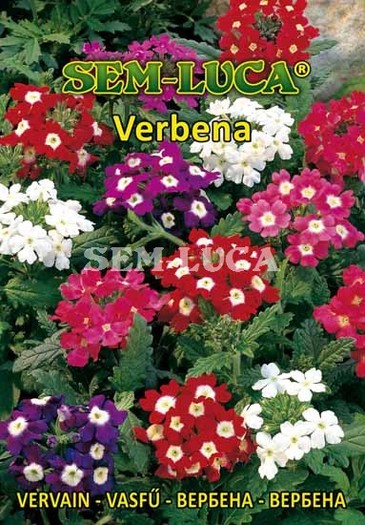 Verbena - flori