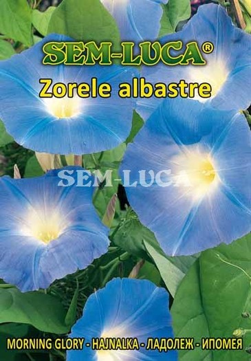 Zorele albastre - flori