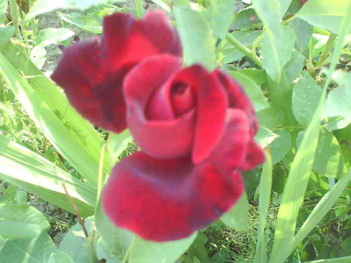 DSC02274 - trandafiri de vanzare