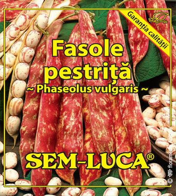 Fasole pestrita - Ablaze