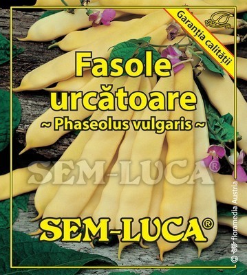 Fasole urcatoare - Marveille de Venice - fasole