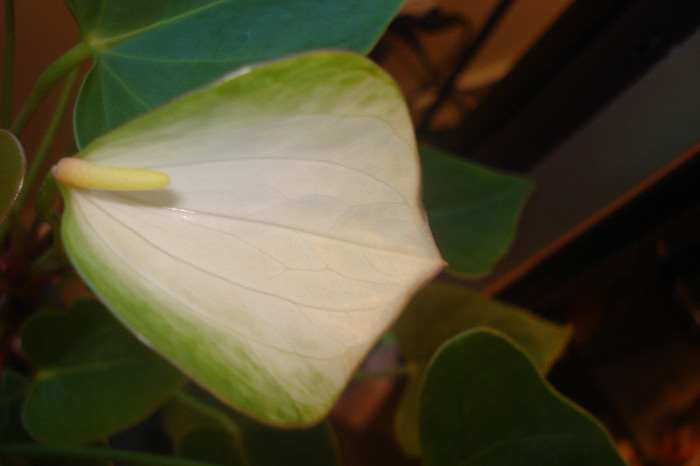 DSC01839 - ANTHURIUM