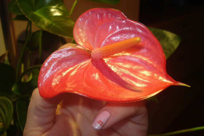 DSC01881 - ANTHURIUM