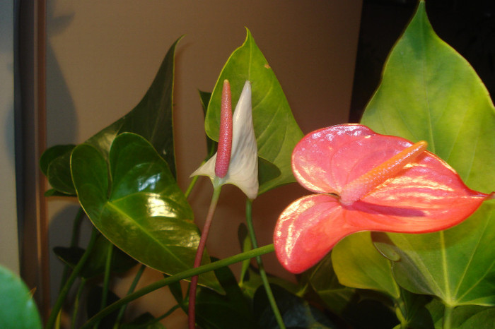 DSC01884 - ANTHURIUM