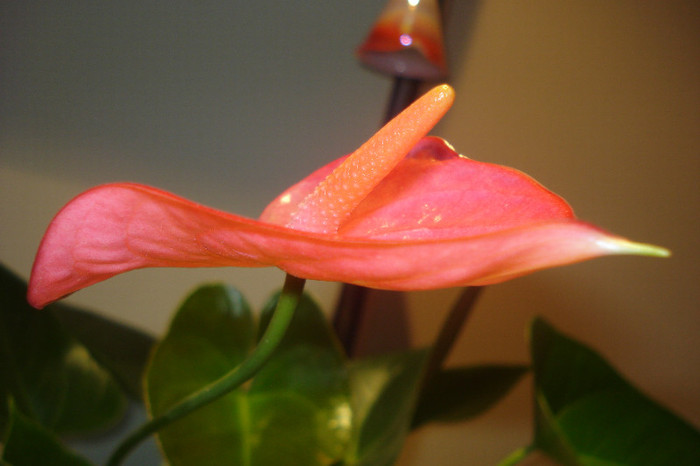 DSC01868 - ANTHURIUM