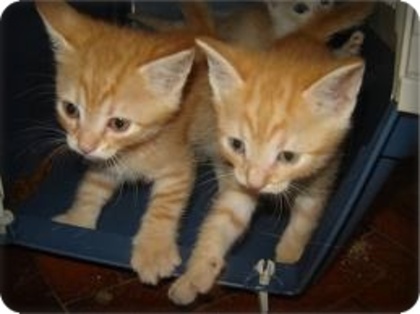 3 - Pisici portocalii