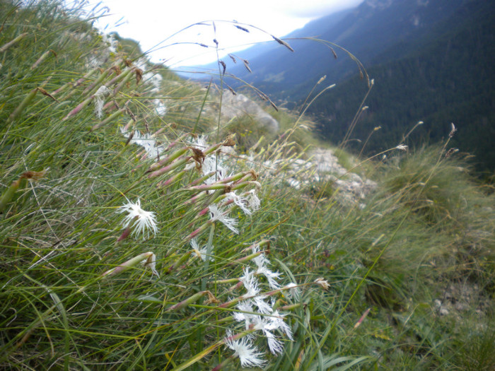 PIATRA CRAIULUI 31.07 (201)