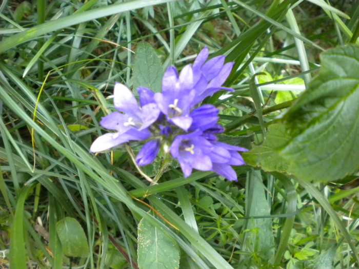 PIATRA CRAIULUI 31.07 (247)