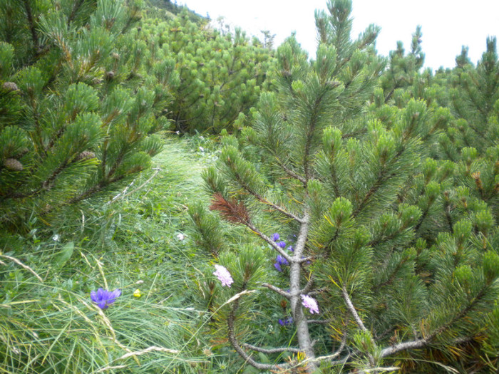 PIATRA CRAIULUI 31.07 (248)