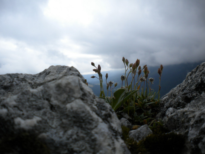 PIATRA CRAIULUI 31.07 (271)