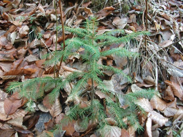 poze 855 - Valea Sohodolului