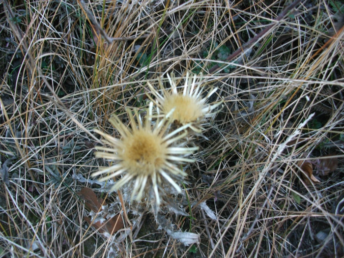 poze 877 - Valea Sohodolului