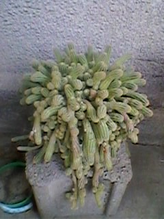 SP_A0193 - Poze flori 2011