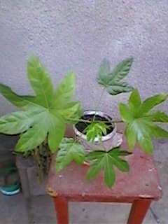 SP_A0194 - Poze flori 2011