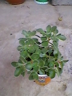 SP_A0197 - Poze flori 2011