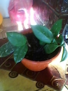 SP_A0206 - Poze flori 2011