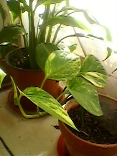 SP_A0207 - Poze flori 2011