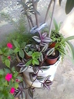 SP_A0228 - Poze flori 2011