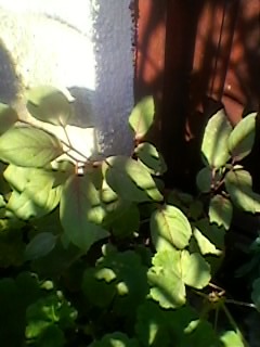 SP_A0230 - Poze flori 2011