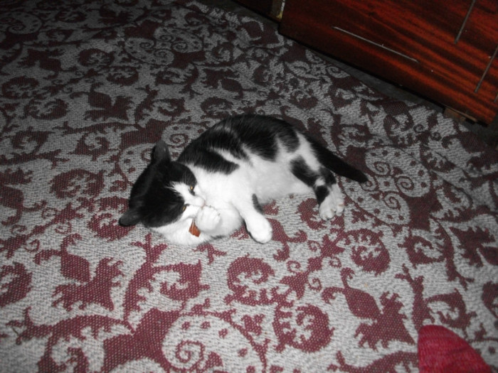 poze 940 - Mitzi 2012