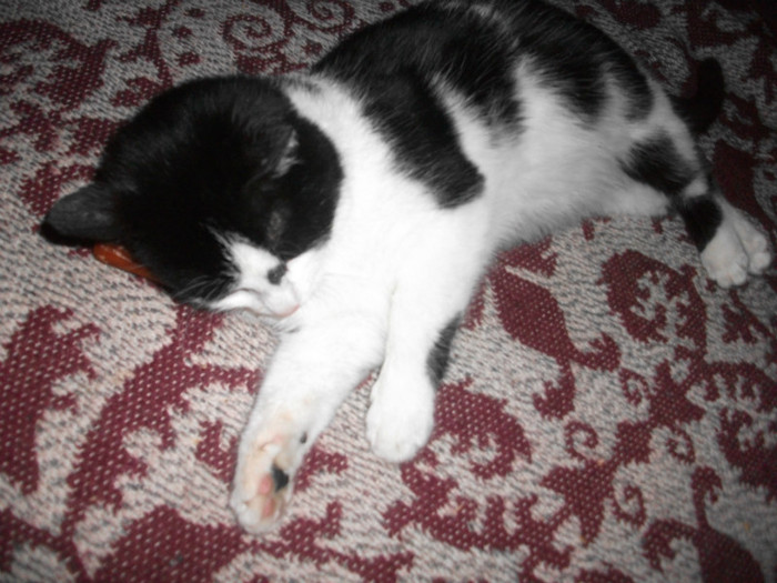 poze 941 - Mitzi 2012