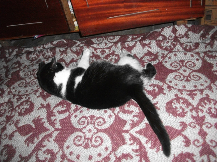 poze 947 - Mitzi 2012