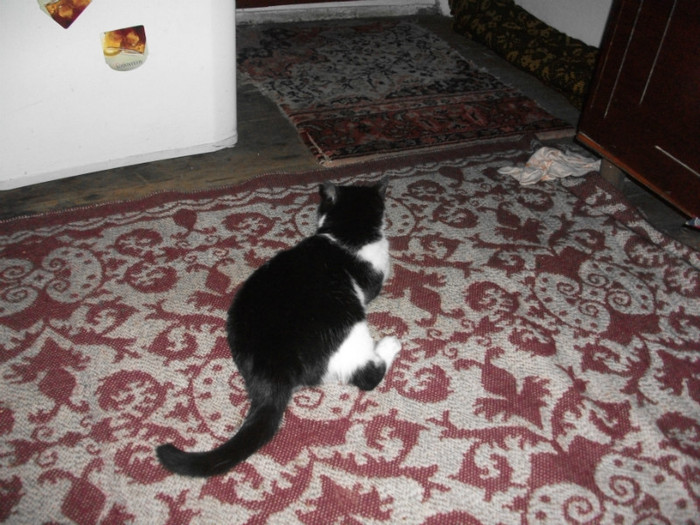 poze 948 - Mitzi 2012
