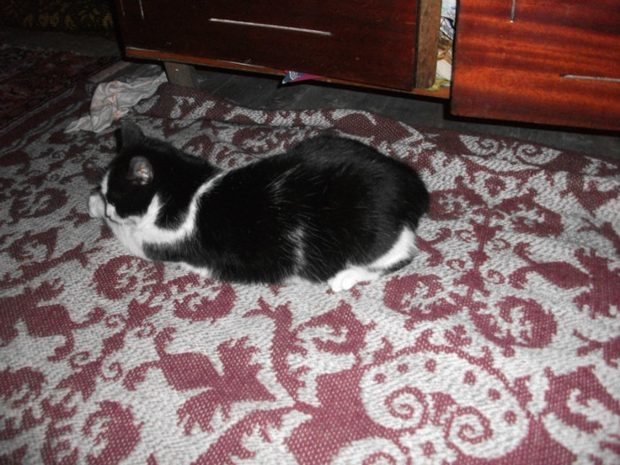 poze 950 - Mitzi 2012