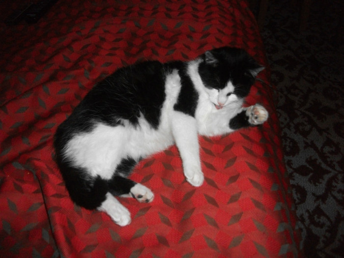 poze 952 - Mitzi 2012