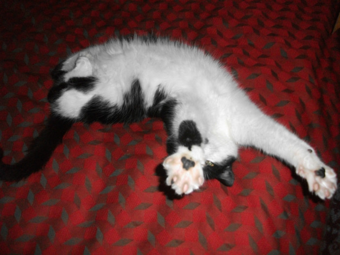 poze 954 - Mitzi 2012